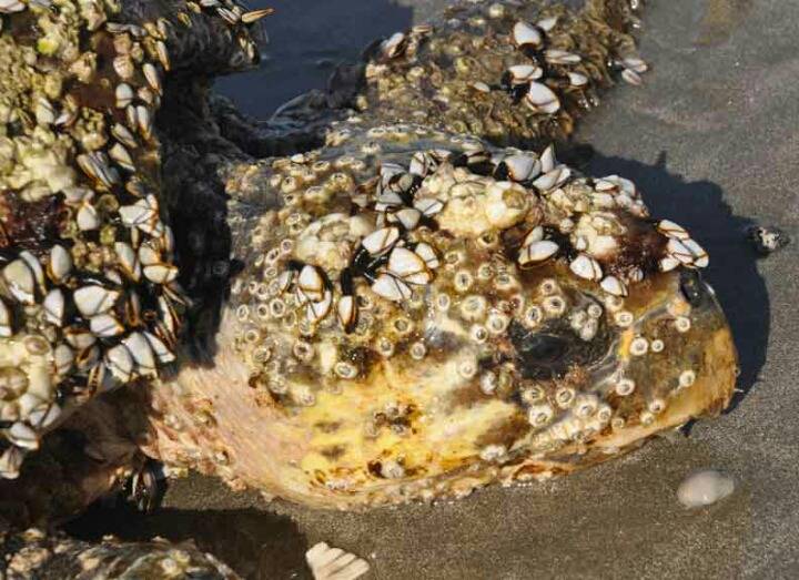 바다거북에 기생하는 따개비 | 인스티즈