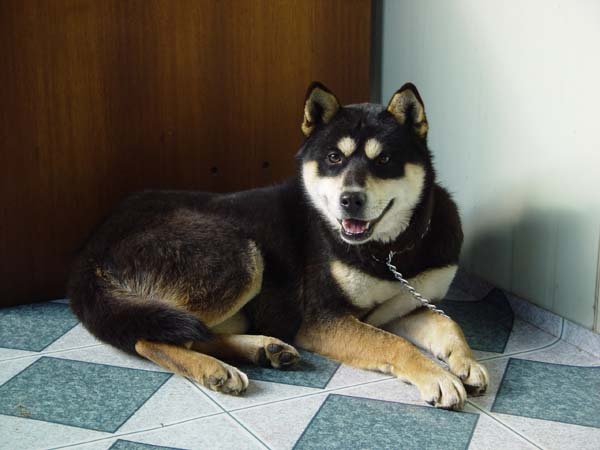 진돗개 6종중에서 분양가 제일비싼종 JPG (진돗개 군견탈락의 이유 ㅎㄷㄷㄷ) | 인스티즈