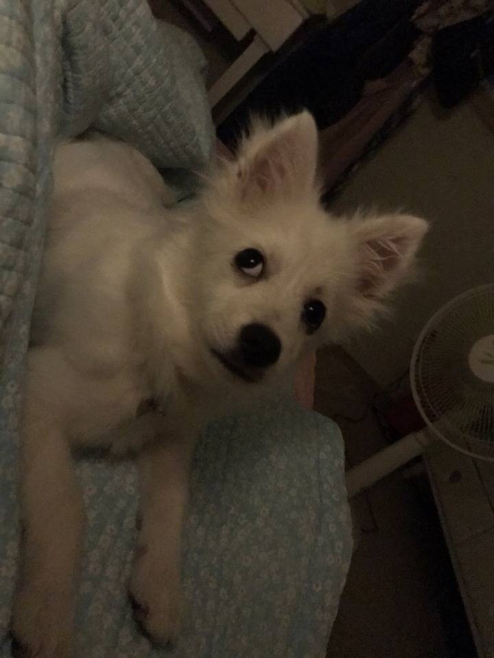 강아지의 다양한 표정을 같이 알아보자! | 인스티즈