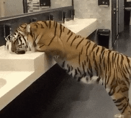 화장실에 웬 냥이가.gif | 인스티즈