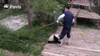 사람을 너무좋아하는 판다 | 인스티즈