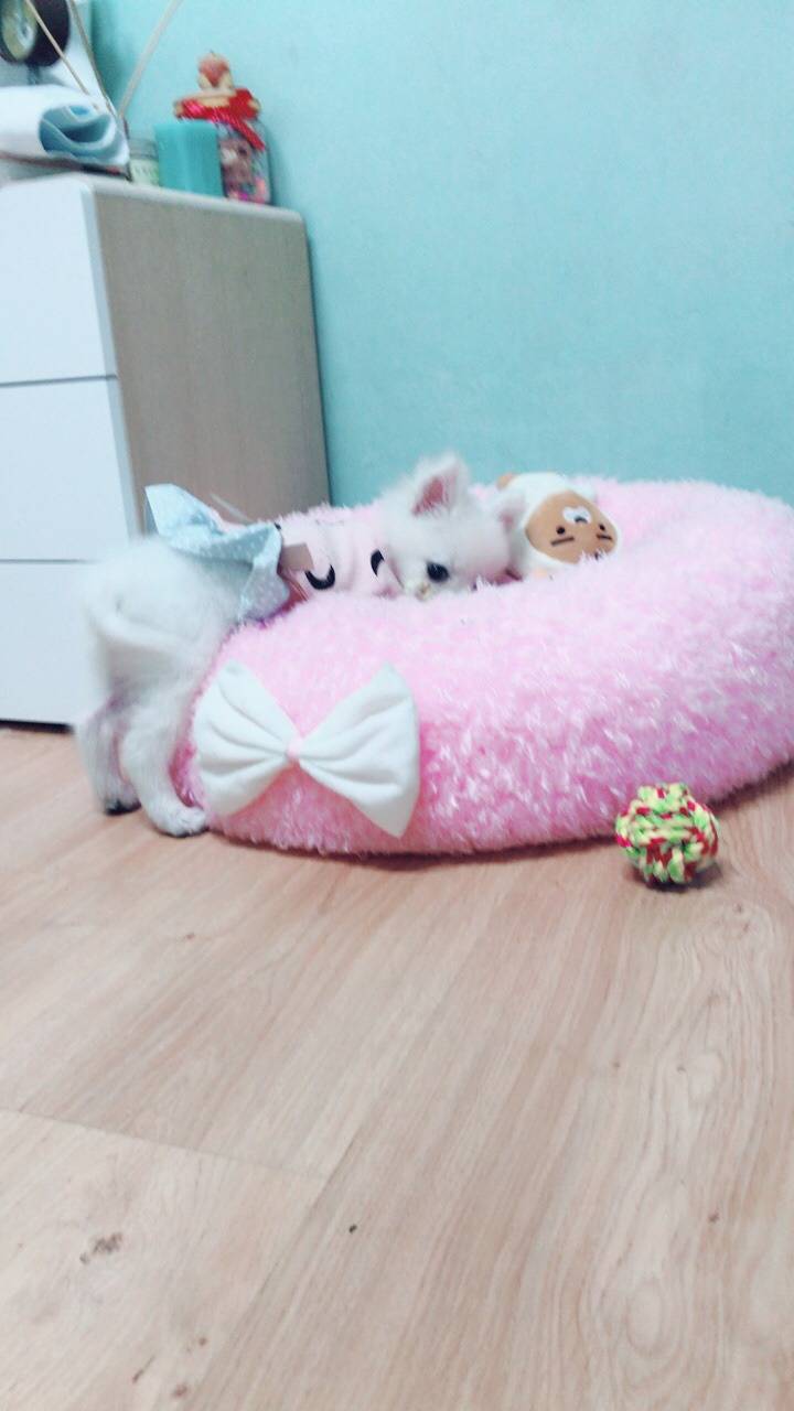 강아지의 다양한 표정을 같이 알아보자! | 인스티즈