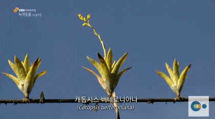 신기한 식물들 ((gif 많음 주의)) | 인스티즈