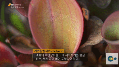 신기한 식물들 ((gif 많음 주의)) | 인스티즈