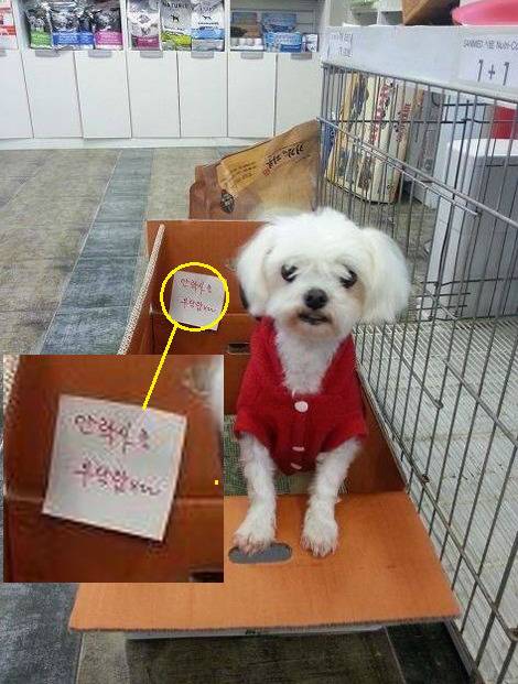 유기견들의 안락사 진행 하는 수의사들 | 인스티즈