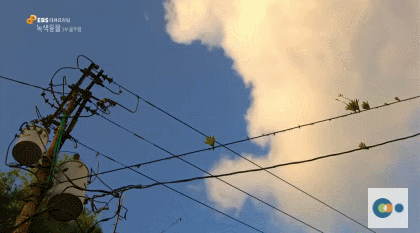 신기한 식물들 ((gif 많음 주의)) | 인스티즈