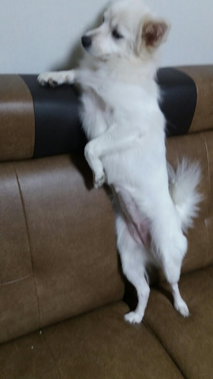 강아지의 다양한 표정을 같이 알아보자! | 인스티즈