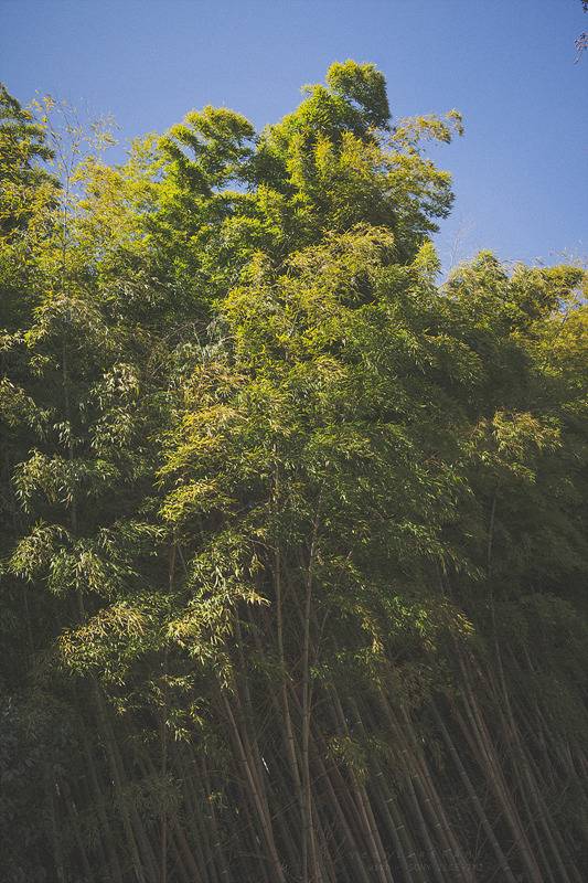 스냅사진 위주의 유치진지한 여행기 - 오사카&교토 (1) | 인스티즈