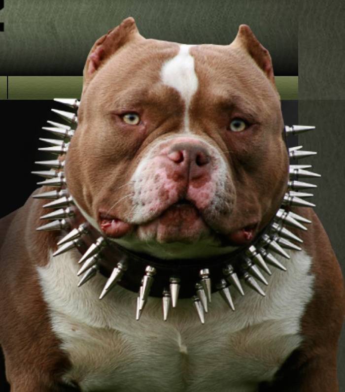 견종 이야기 - 아메리칸 불리 | 인스티즈