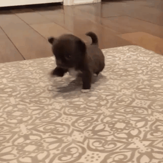 걸음이 아직 어색한 멍뭉이.gif | 인스티즈