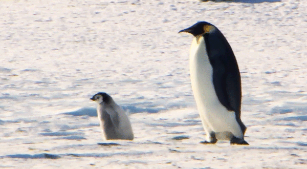 묘이 미나 + 펭귄 | 인스티즈