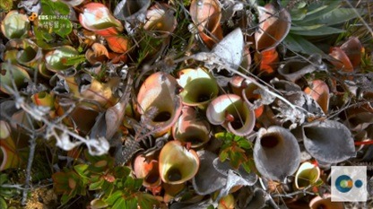 신기한 식물들 ((gif 많음 주의)) | 인스티즈