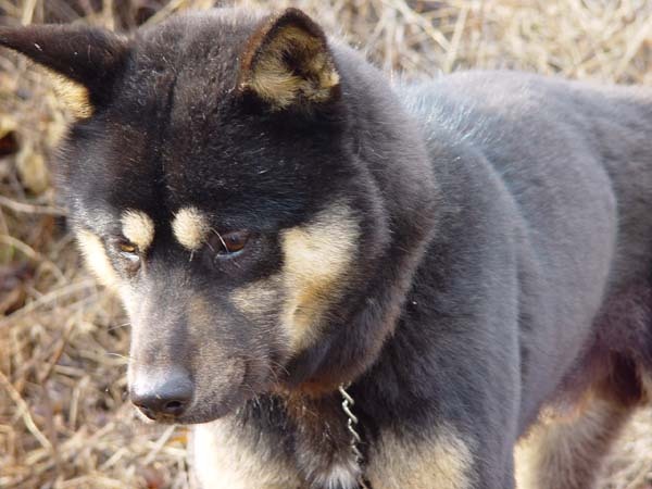 진돗개 6종중에서 분양가 제일비싼종 JPG (진돗개 군견탈락의 이유 ㅎㄷㄷㄷ) | 인스티즈