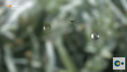 신기한 식물들 ((gif 많음 주의)) | 인스티즈