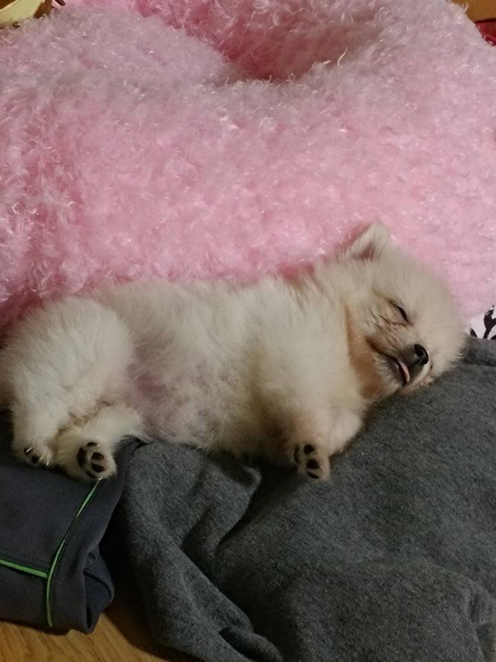 강아지의 다양한 표정을 같이 알아보자! | 인스티즈