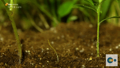 신기한 식물들 ((gif 많음 주의)) | 인스티즈