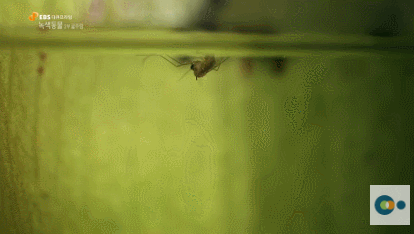 신기한 식물들 ((gif 많음 주의)) | 인스티즈