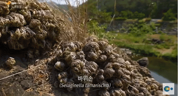 신기한 식물들 ((gif 많음 주의)) | 인스티즈