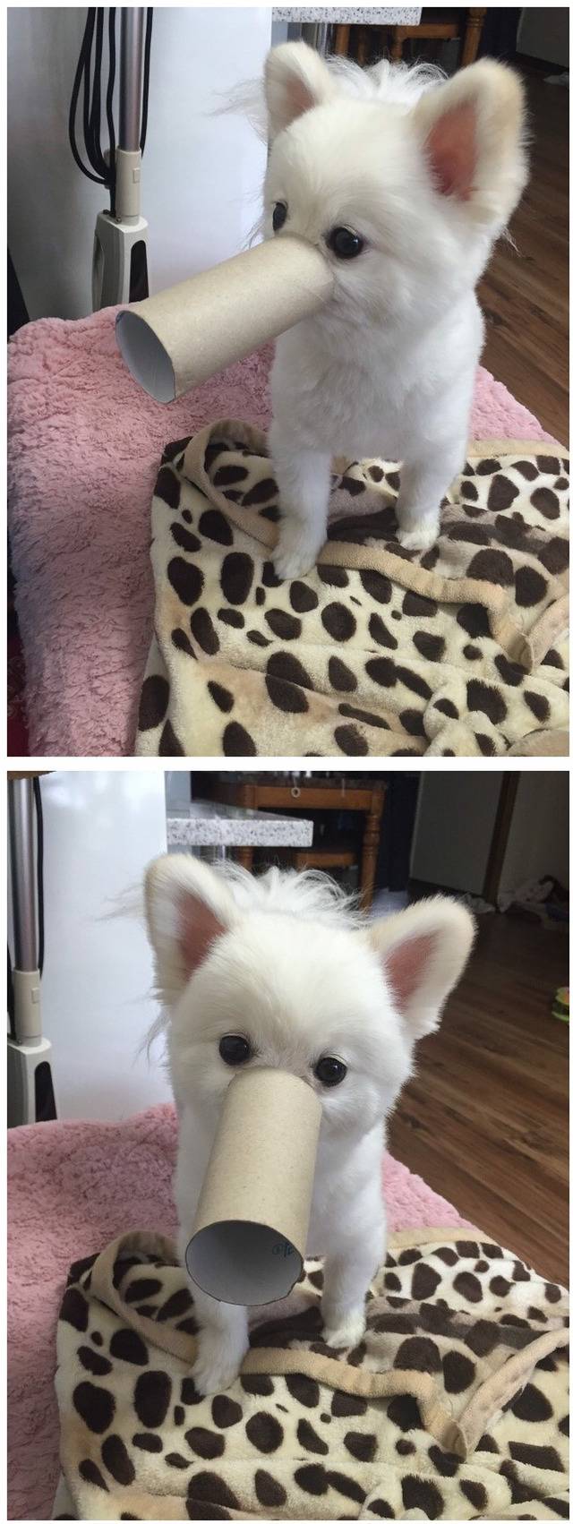 하나도 안귀여운 강아지들 | 인스티즈