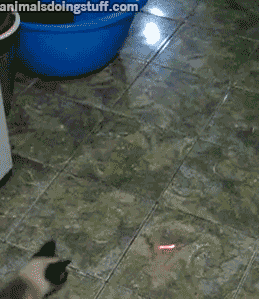 동말생기 동갤 또또또 다시 털.yg(이것은 jpgjyp에서 jyp가 3대 소속사라는 것에 착안한 유우머로 sm과 jyp는 이미 사용하였다) | 인스티즈