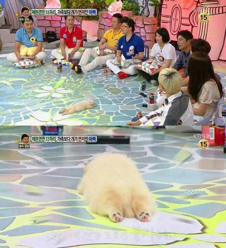 방송중 자는 강아지 | 인스티즈