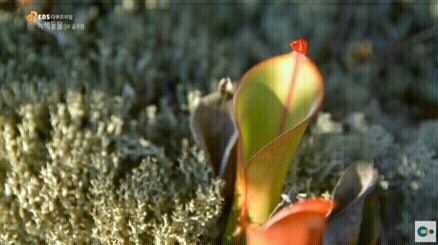 신기한 식물들 ((gif 많음 주의)) | 인스티즈