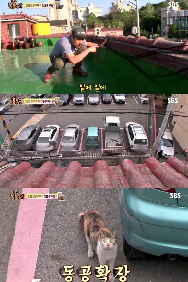 어미고양이와 마주친 동물농장PD.jpg | 인스티즈