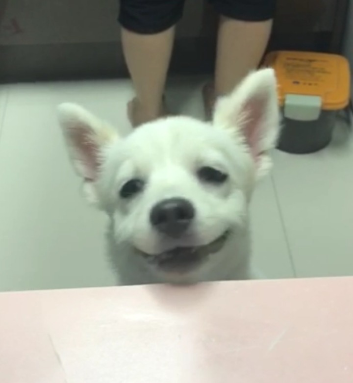 강아지의 다양한 표정을 같이 알아보자! | 인스티즈