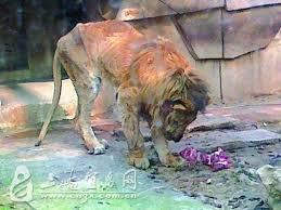 중국,인도네시아,북한의 동물원 (혐오주의) | 인스티즈