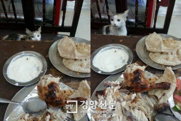 장도리에 등장하는 고양이 | 인스티즈