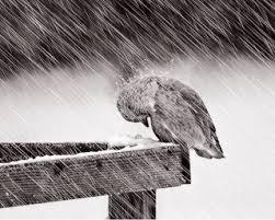 어쩌자고 나는 당신을 사랑한 겁니까 | 인스티즈