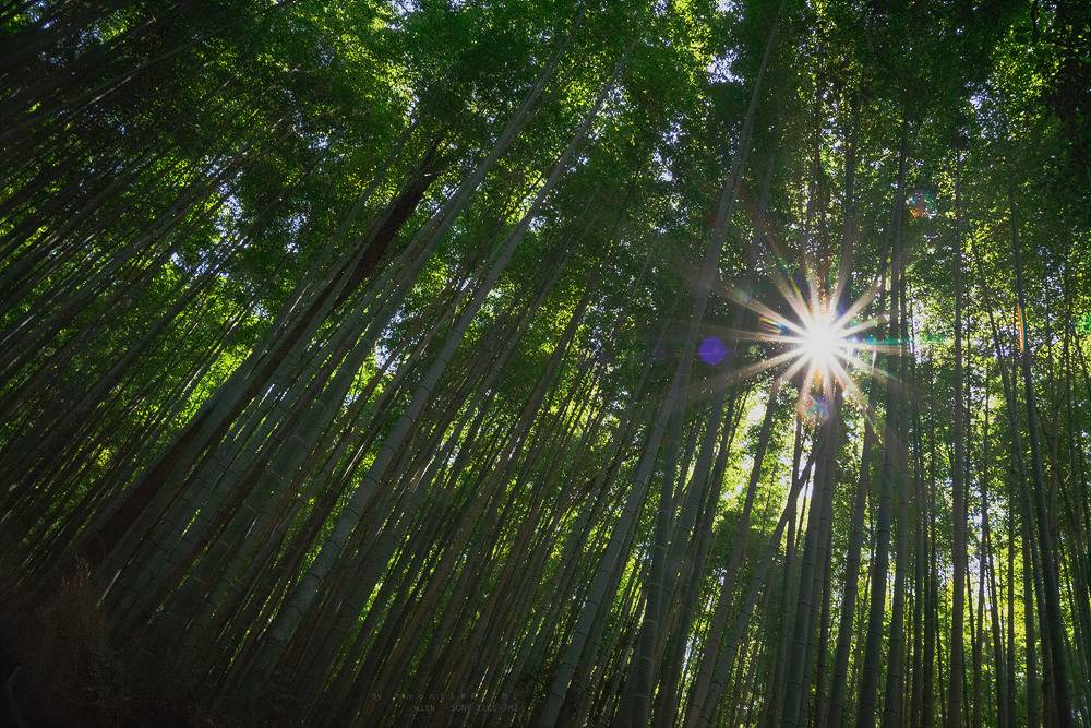 스냅사진 위주의 유치진지한 여행기 - 오사카&교토 (1) | 인스티즈