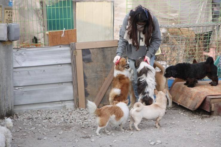 안락사 없는 내사랑바둑이 보호소가 공사비 모금중입니다! 공사비가 부족해서 고양이들이 살 묘사와 주방위생시설을 아직 짓지 못했어요ㅠㅠ(봉사,물품후원가능) | 인스티즈