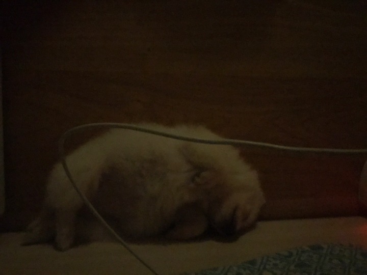 강아지의 다양한 표정을 같이 알아보자! | 인스티즈