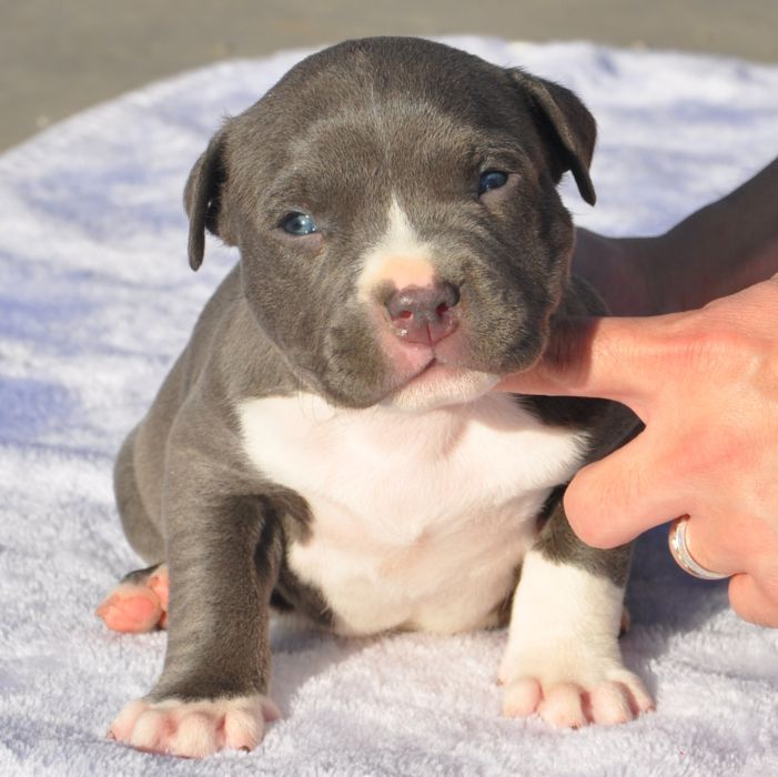 견종 이야기 - 아메리칸 불리 | 인스티즈