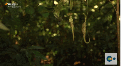 신기한 식물들 ((gif 많음 주의)) | 인스티즈