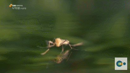 신기한 식물들 ((gif 많음 주의)) | 인스티즈