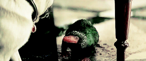 영화 신비한 동물사전 분위기.gif | 인스티즈