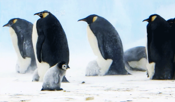 묘이 미나 + 펭귄 | 인스티즈