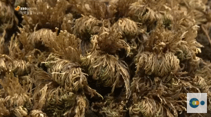 신기한 식물들 ((gif 많음 주의)) | 인스티즈