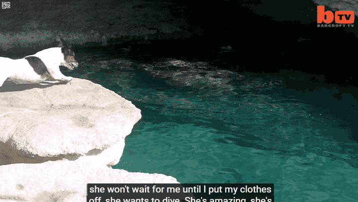 지중해 사는 멍뭉이 .gif | 인스티즈