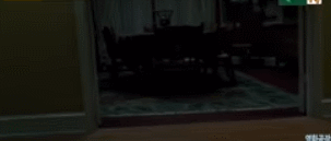 아빠가 큰 고양이를 입양해왔는데.. 개무섭고 개시름;.gif | 인스티즈