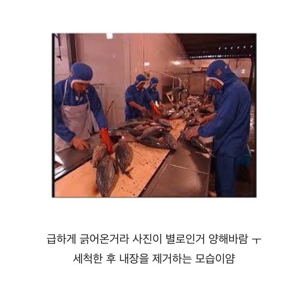 참치캔이 만들어지는 과정 | 인스티즈