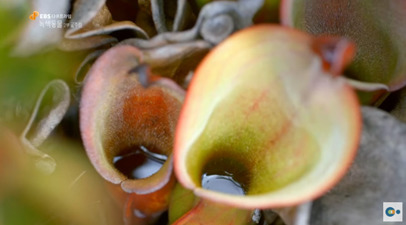 신기한 식물들 ((gif 많음 주의)) | 인스티즈