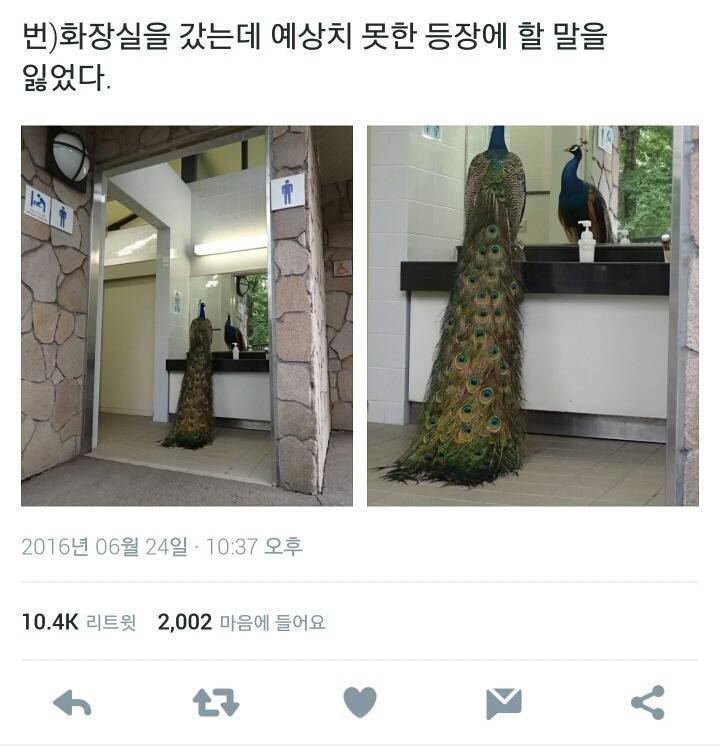 트위터 이것저것 드립 모음 (feat.의정부고 바니걸) | 인스티즈