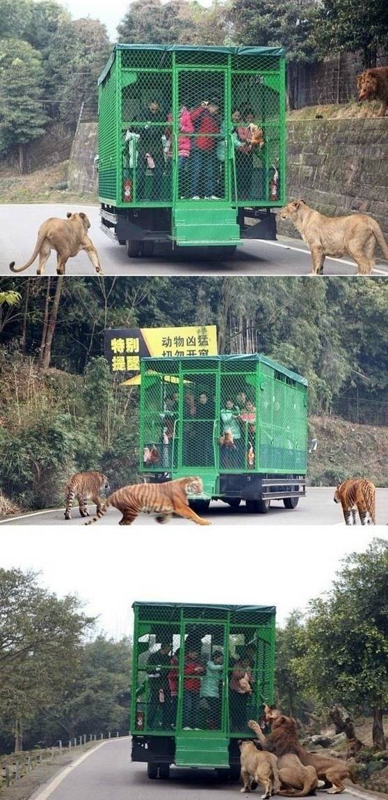 중국,인도네시아,북한의 동물원 (혐오주의) | 인스티즈