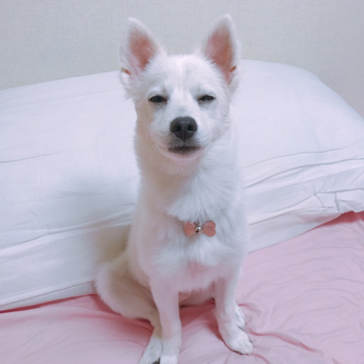 강아지의 다양한 표정을 같이 알아보자! | 인스티즈