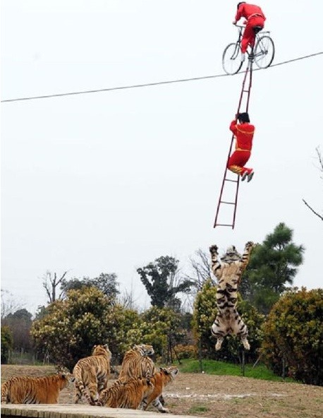 중국,인도네시아,북한의 동물원 (혐오주의) | 인스티즈