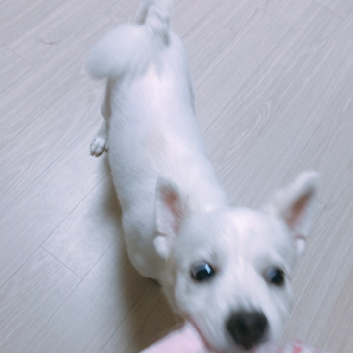 강아지의 다양한 표정을 같이 알아보자! | 인스티즈