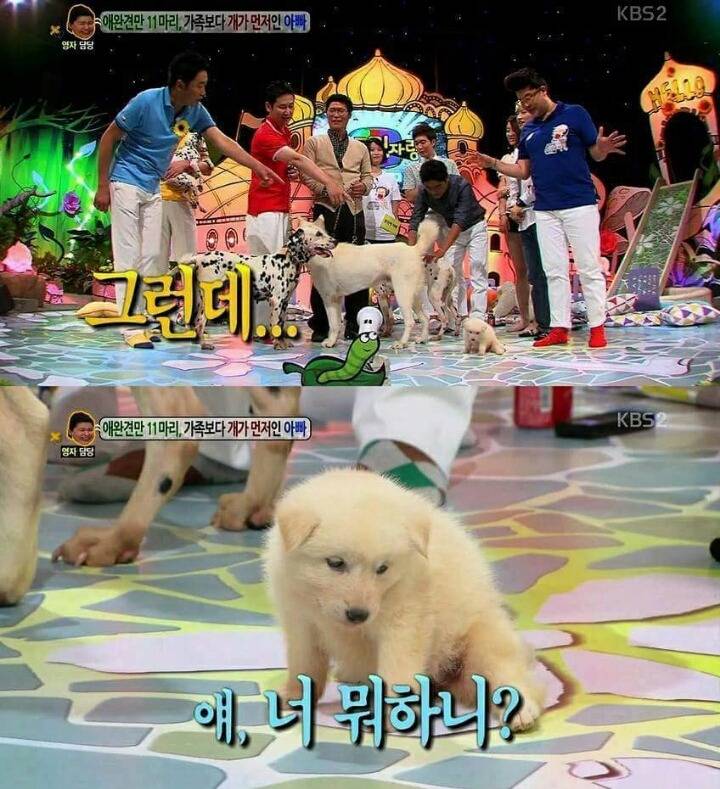 방송중 자는 강아지 | 인스티즈